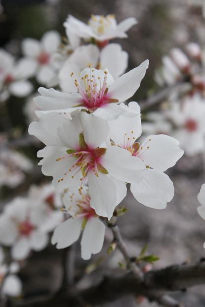 アーモンドの花、開花状況 3月14日現在_b0063958_918994.jpg