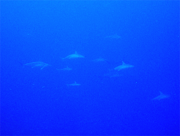 3月15日 遺跡・カジキ群れ・ハンマー群れ・・_d0113459_21173889.jpg