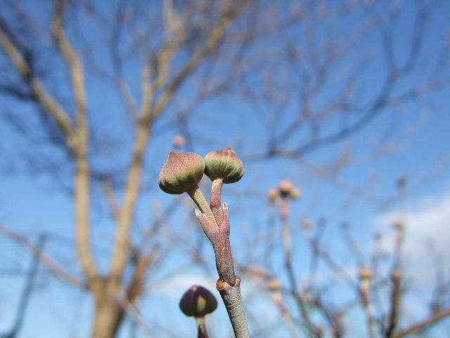 木の芽　２　ハナミズキ　２００９．３．１５_c0153880_2244184.jpg