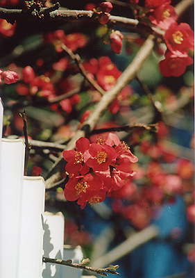 ◆春の訪れ (Nikon FE+SIGMA70-210mmF4.5 MACRO)_e0174382_21193960.jpg