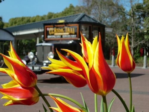 Wellcome　to TULIP FESTIVAL_f0126994_18454259.jpg