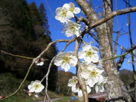 桜　梅　春爛漫_c0080405_17434228.jpg