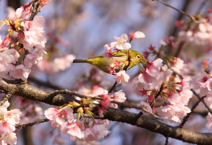 桜にメジロ_b0165522_1202915.jpg