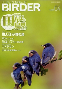 BIRDER4月号発売！_f0191924_10132373.jpg