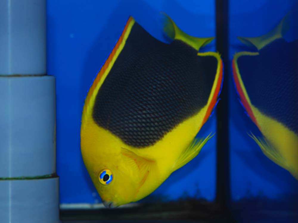 大型ヤッコ 海水魚専門店 海水魚販売 ティアラ横浜店