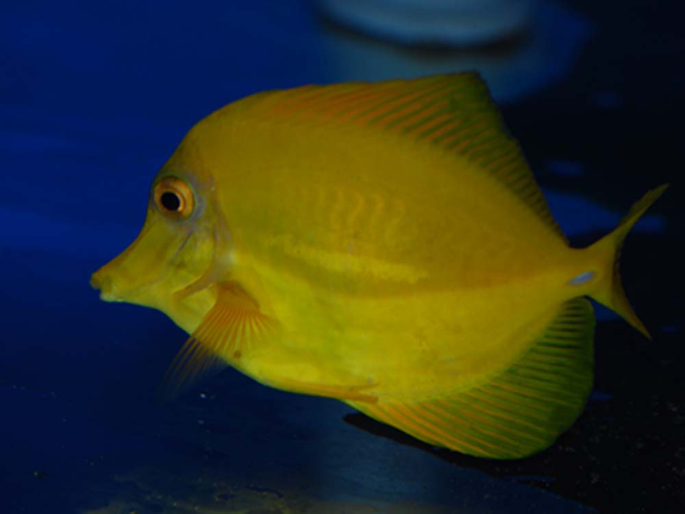 大型ヤッコ 海水魚専門店 海水魚販売 ティアラ横浜店