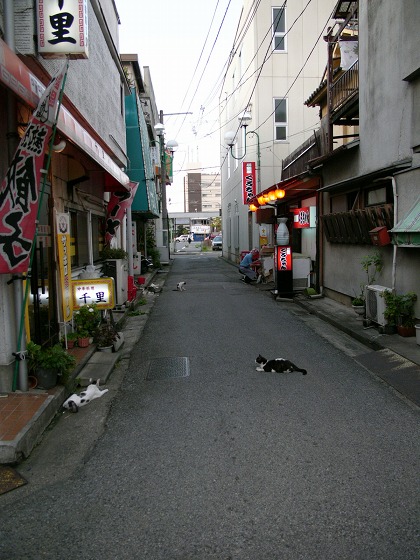 （＾ｘ＾） 猫のいる路地 [2009年2月20日の投稿]_e0169130_441363.jpg