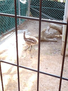 d0048332_152766.gif