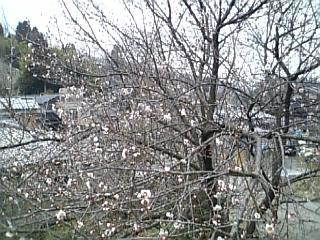 e0145332_17201594.jpg