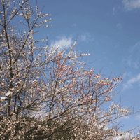 d0033734_123295.gif
