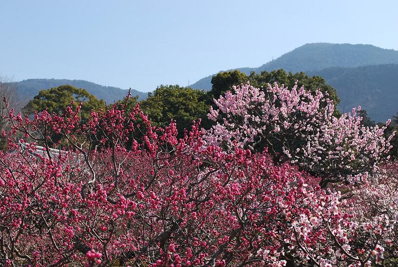 はねず梅　②　＜京都・随心院＞　脚立の上から_f0099535_10555978.jpg