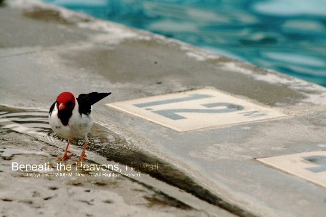 野鳥達_e0129046_6198100.jpg