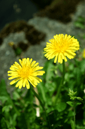b0046050_14525771.gif