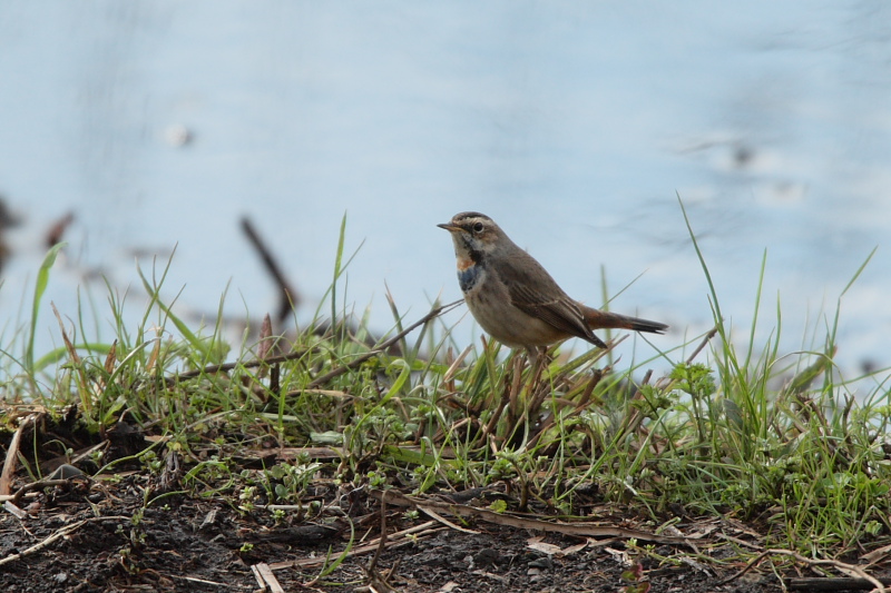 冬鳥または旅鳥_f0135157_20393015.jpg