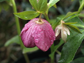 雨の中の撮影会  3_e0105760_683335.jpg