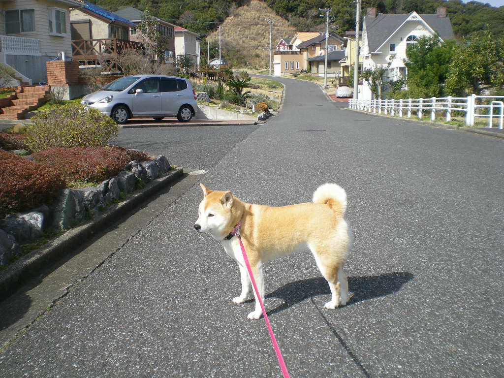 2009年3月16日(月)こころちゃんもお散歩に行く?_f0060461_2142532.jpg