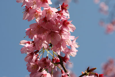 休日ディナーは最後のカニ☆河津桜_c0117570_14125224.jpg