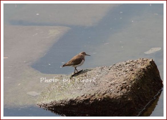 野鳥　　続き～_f0164575_1083718.jpg