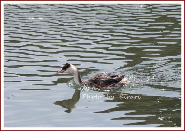 野鳥　　続き～_f0164575_108524.jpg