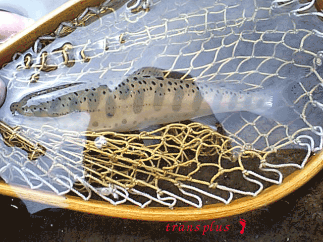 b0031493_22571835.gif