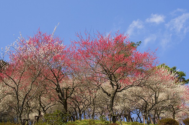 吉野梅郷へ_e0031502_812229.jpg