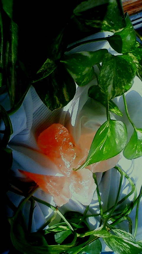 f0145713_16165843.jpg