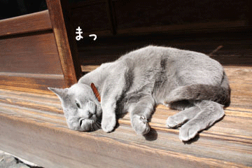 e0156015_1572897.gif