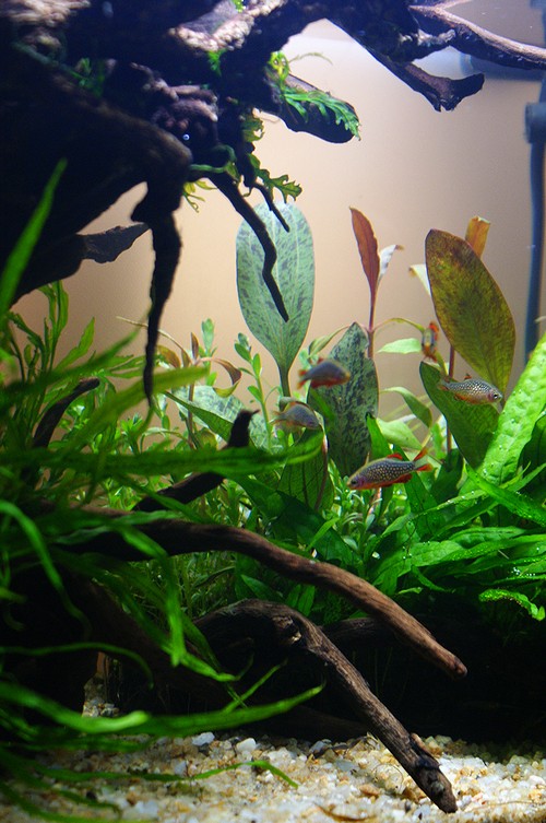 侘び草エキノMIX×2 : ZERO-AQUA