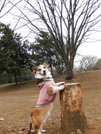 久しぶりの光が丘公園_f0155118_7145942.jpg