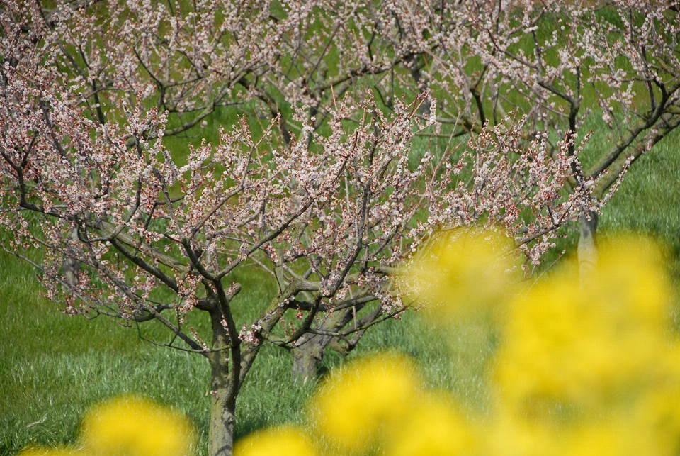 加古川市　見土呂観光果樹園　2009.3.17_d0073324_2023152.jpg