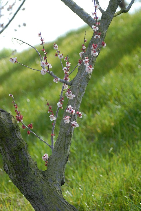 加古川市　見土呂観光果樹園　2009.3.17_d0073324_2023261.jpg