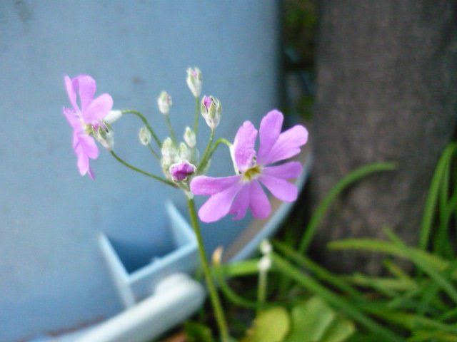 c0117525_2155570.jpg