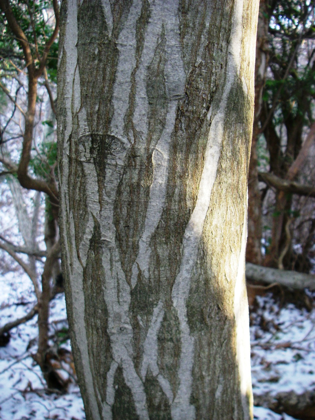 f0039234_92774.jpg