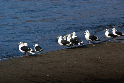 e0011951_1725676.gif