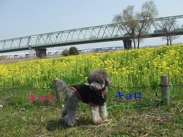 河原に菜の花～♪_e0129656_2292954.jpg