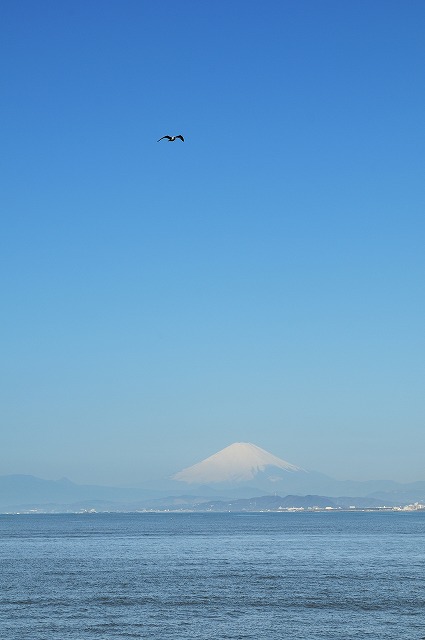 「海から富士山見えた！」_d0019260_1216814.jpg