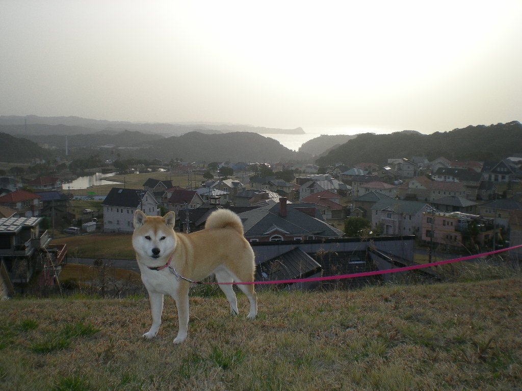 2009年3月17日(火)すっかり春!_f0060461_21131054.jpg