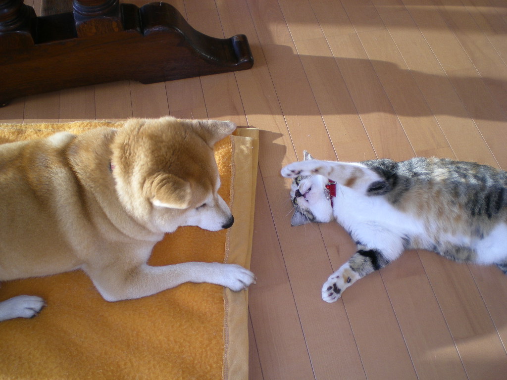 2009年3月17日(火)すっかり春!_f0060461_21261214.jpg