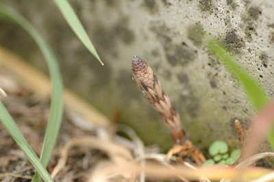 c0050264_11322640.jpg