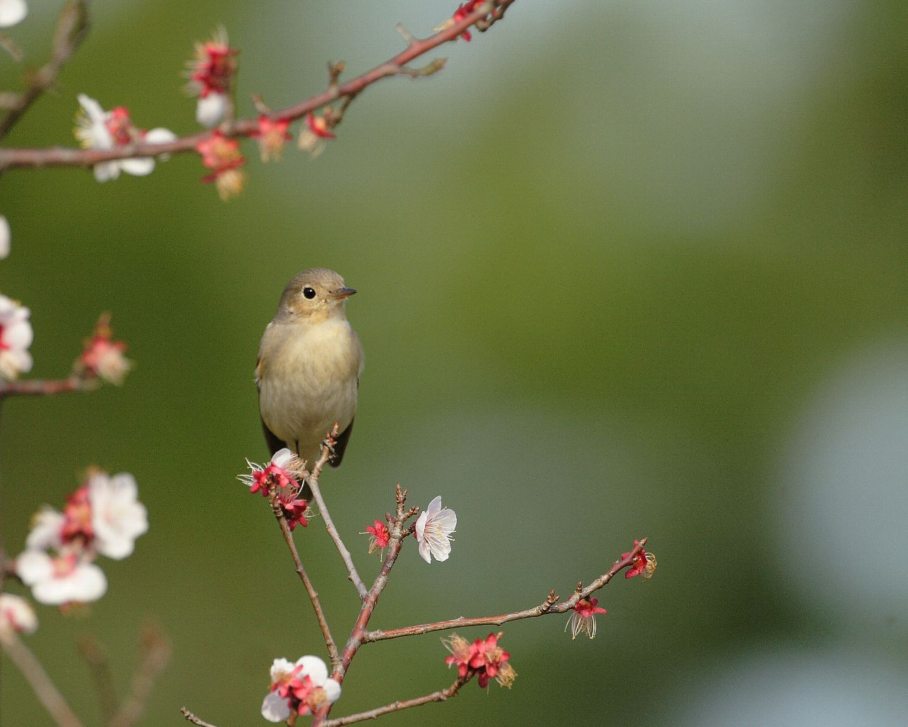 オジロビタキと梅 カワユイ小鳥と梅の花の綺麗な壁紙 Life With Birds 3