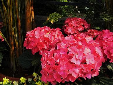 香港花卉展覧2009~HONGKONG FLOWER SHOW~_e0155771_20412181.jpg