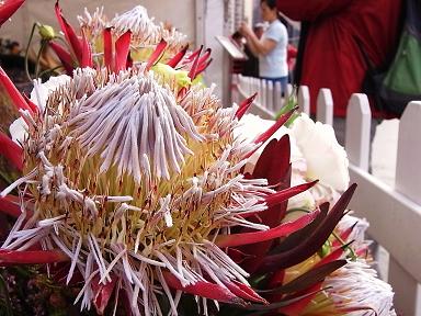 香港花卉展覧2009~HONGKONG FLOWER SHOW~_e0155771_20413220.jpg