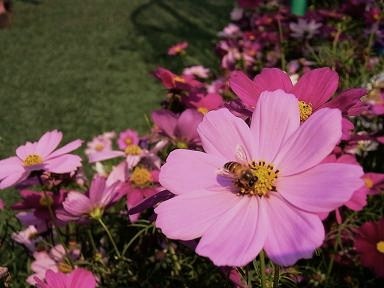 香港花卉展覧2009~HONGKONG FLOWER SHOW~_e0155771_20545629.jpg