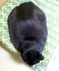 f0140271_0371861.jpg