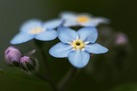 沈丁花、勿忘草とキュウリグサ、そしてコサギ_f0030085_18133711.jpg