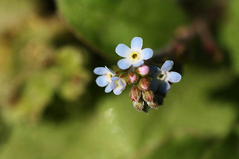 沈丁花、勿忘草とキュウリグサ、そしてコサギ_f0030085_18145691.jpg