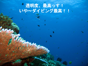 またまたシミラン。 またまた3泊!!_f0144385_3221738.jpg