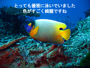 またまたシミラン。 またまた3泊!!_f0144385_3253231.jpg