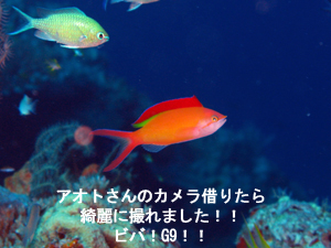 またまたシミラン。 またまた3泊!!_f0144385_3324176.jpg