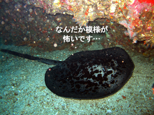 またまたシミラン。 またまた3泊!!_f0144385_3335277.jpg